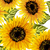 Sunflower / Small